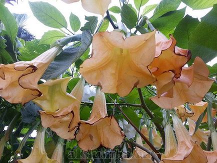 Brugmansia 25 fotó - ültetés és ápolás a nyílt terepen