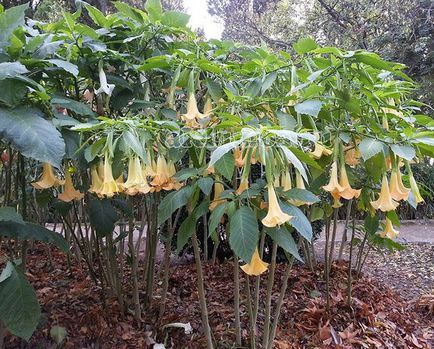 Brugmansia 25 fotó - ültetés és ápolás a nyílt terepen