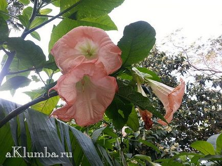 Brugmansia 25 fotó - ültetés és ápolás a nyílt terepen