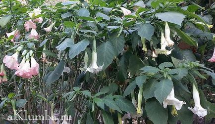 Brugmansia 25 fotó - ültetés és ápolás a nyílt terepen