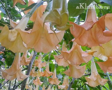 Brugmansia 25 fotó - ültetés és ápolás a nyílt terepen