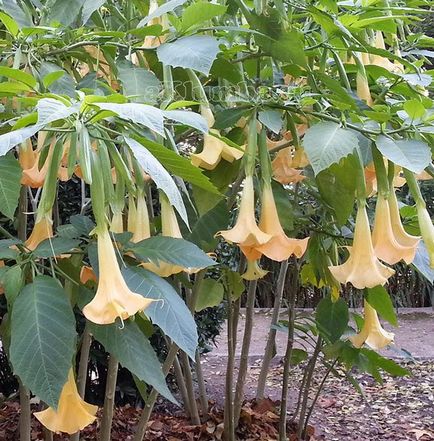 Brugmansia 25 fotó - ültetés és ápolás a nyílt terepen