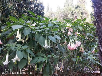 Brugmansia 25 fotó - ültetés és ápolás a nyílt terepen