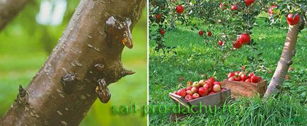 Ce este cytosporosis periculos în pomi fructiferi și cum să se ocupe de ea
