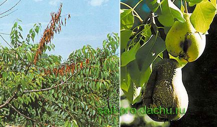 Чим небезпечний цитоспороз у плодових дерев і як з ним боротися