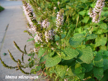 Mennyire hasznos menta