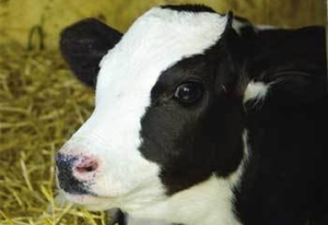 Чорно-ряба молочна порода корів гідності, недоліки і продуктивність