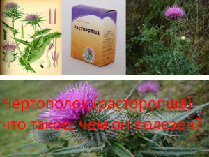 Thistle, ce este, pentru ce este util?