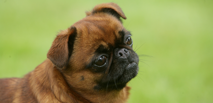 Mi a brachycephalic fajta (kutya) Mi a brachycephalic fajta