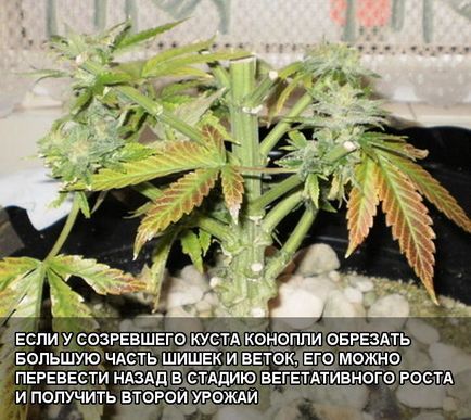 Ce este Revega cum să o facă în mod corespunzător și de ce este nevoie atunci când crește cannabis totul despre canabis,