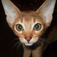 Колір очей кішки - загадкові кішки