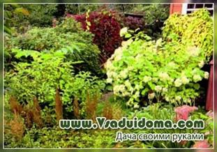 Квітник красивий круглий рік (фото), сайт про сад, дачі і кімнатних рослинах
