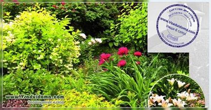 Grădina de flori este frumoasă pe tot parcursul anului (fotografie), un site despre o grădină, o reședință de vară și plante de apartament