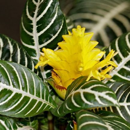 Квітка афеландра фото, як доглядати