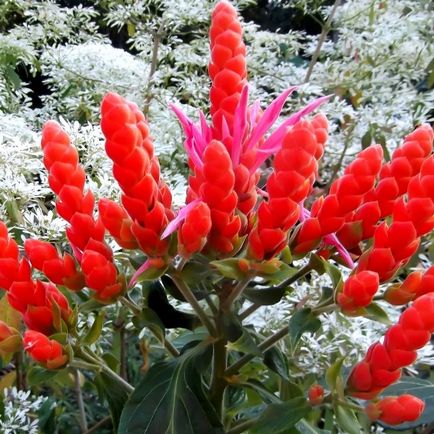 Flower aphelander fotografie cum să aibă grijă