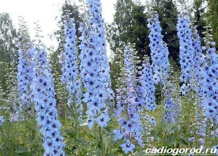 Flori din Delphinium