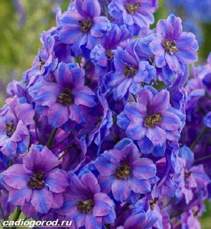 Flori din Delphinium