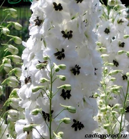 Flori din Delphinium