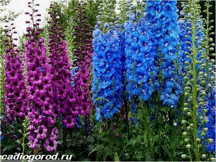 Flori din Delphinium