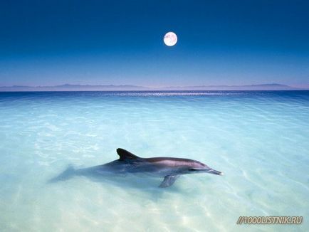 Дельфінотерапія або лікування голосами дельфінів - народні засоби і народні рецепти