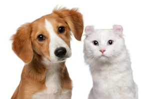 Diabéteszes kóma a kutyák és macskák