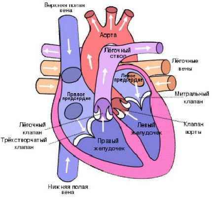 O coardă suplimentară în inimă - ce este, coarda suplimentară în copil