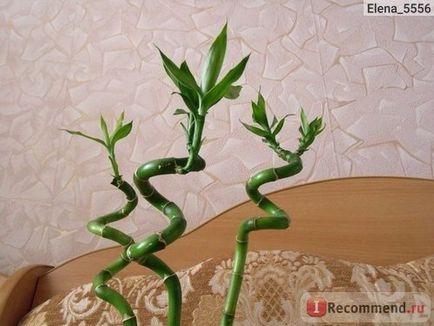 Dracaena Sander - 