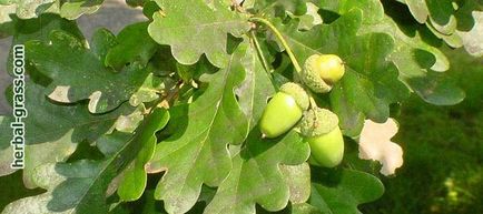 Stejar obișnuit (petiolat) - utilizare, proprietăți medicinale ale scoarței de stejar - viața mea