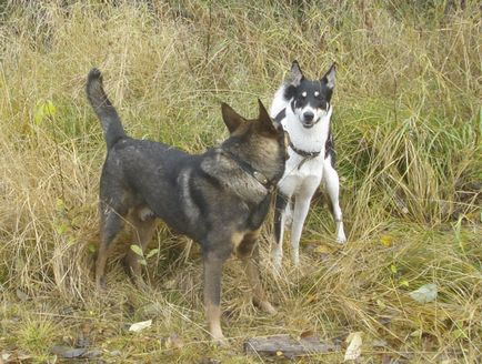 Nobili și noble domnilor noble - Forumul de formare a câinelui din Karelian koira