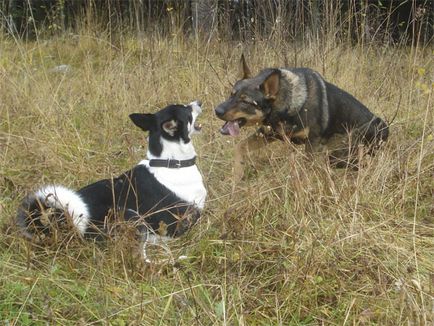 Nemesek és noblewomen Breed - karjalai Kutyakiképzés Forum koira