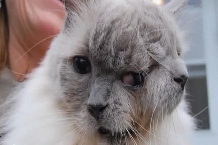 Pisica cu două fețe a lovit Cartea Recordurilor Guinness - este interesant