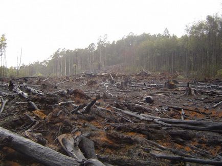 Екологічні катастрофи вирубка лісів