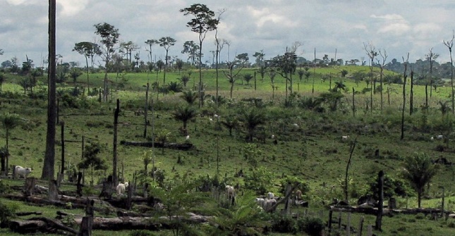 Екологічні катастрофи вирубка лісів