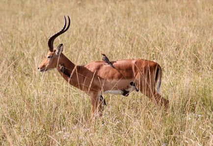 Ecologia bazelor de animale, tipuri, probleme