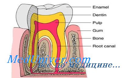 endodontális kezelés