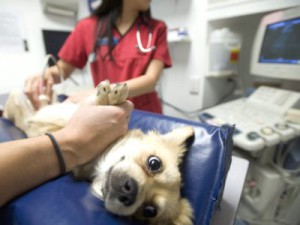 Endometrita la câini simptome și tratament (inflamația endometrului) - servicii veterinare