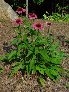 Enciclopedia plantelor Echinacea