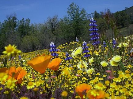 Eschscholzia засаждане и грижи в открито поле, ландшафтен дизайн