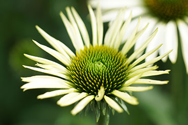 Echinacea proprietăți medicinale și contraindicații pentru bărbați și femei