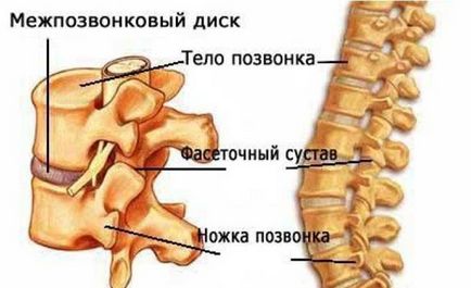 Articulațiile fatete ale normei și patologiei coloanei vertebrale