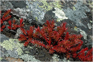 Flora și fauna, Altai - flora din Altai, fauna