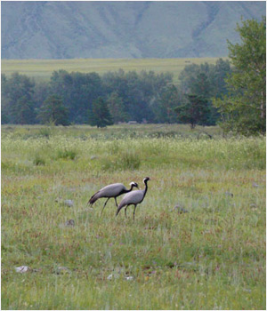 Flora și fauna, Altai - flora din Altai, fauna