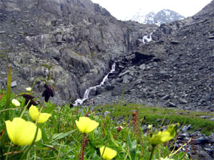 Flora și fauna, Altai - flora din Altai, fauna
