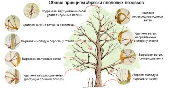 Формування крони плодових дерев схема, інструкція, терміни