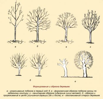 Формування крони плодових дерев схема, інструкція, терміни