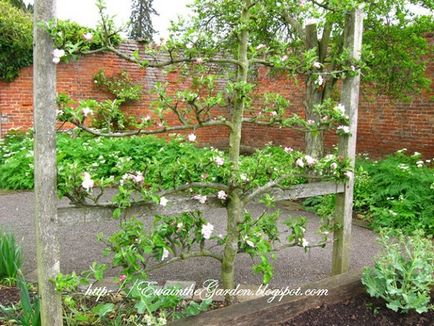 Gardening, геометрія в саду і городі або ідеї від англійського садівництва