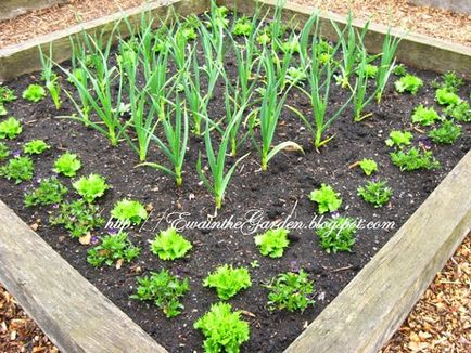 Gardening, геометрія в саду і городі або ідеї від англійського садівництва