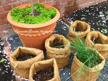 Gardening, геометрія в саду і городі або ідеї від англійського садівництва