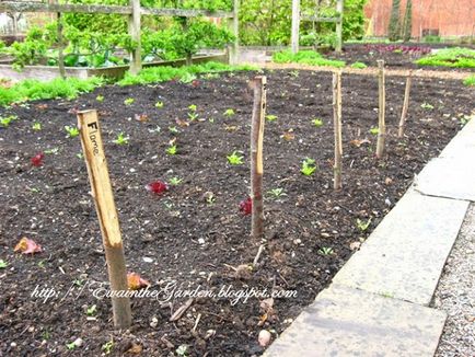 Gardening, геометрія в саду і городі або ідеї від англійського садівництва