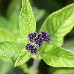 Heliotrope ültetés és gondozás, fotó kerttervezés, szaporítása és termesztése fajták a nyílt